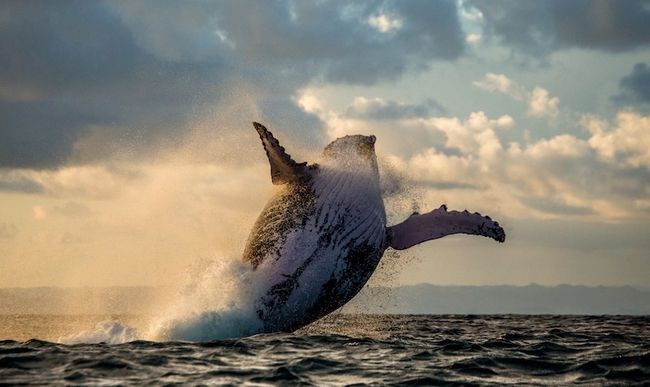 Fotografia di balene