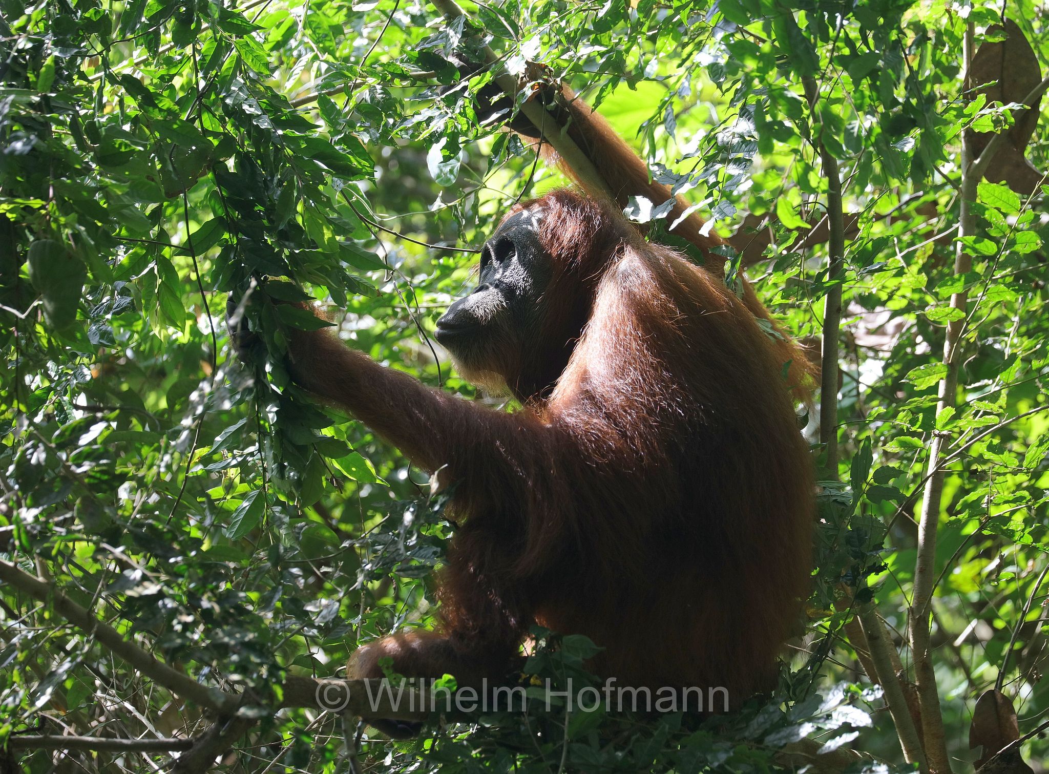Sumatran orangutan, Sumatra-Orang-Utan, orango di Sumatra, Pongo abelii, Gunung Leuser National Park, Nationalpark Gunung Leuser, parco nazionale di Gunung Leuser, Bukit Lawang, Sumatra, Indonesia, Indonesien