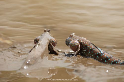 Boleophthalmus pectinirostris - Blue spotted mudskipper