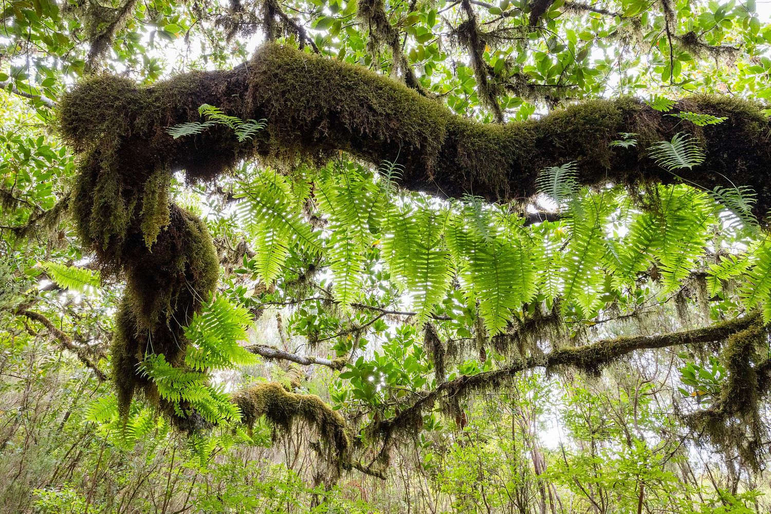 Horizontaler Lorbeerzweig, bedeckt mit Epiphyten