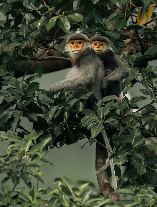 Grey-shanked Douc langur, Old world monkey, Vietnam, Pygathrix cinerea, critically endangered
