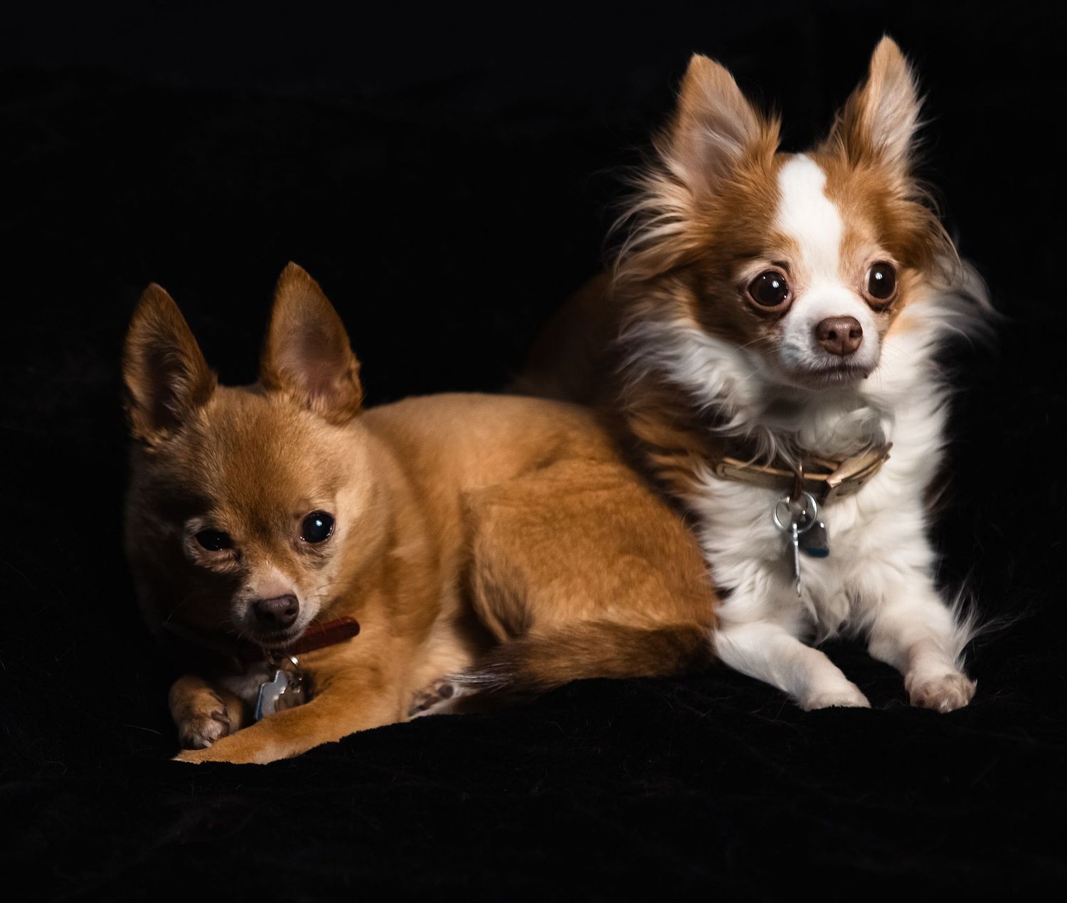 Rose Komplex Photography