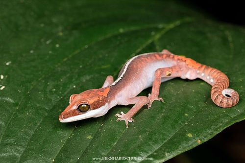 Aeluroscalabotes felinus - Katzengecko