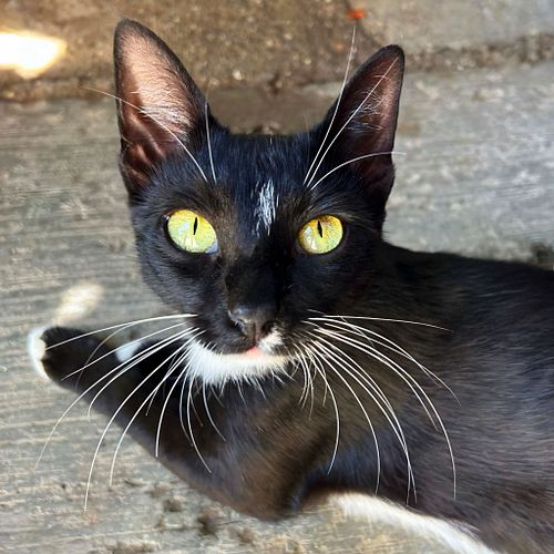 Hera (1 an și 8 luni)