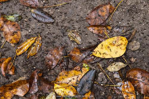 Army ants swarming