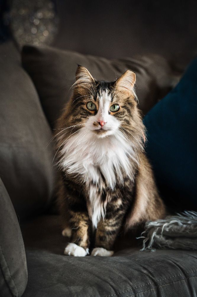 Long-haired tabby cat sitting in soft window light, natural light pet portrait photography for cats and dogs in Calgary