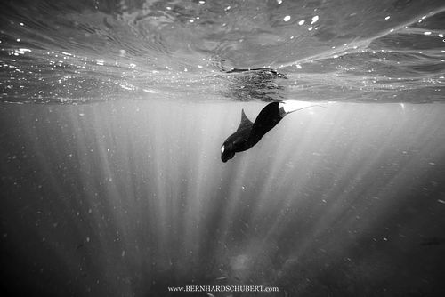 Mobula alfredi - Reef manta