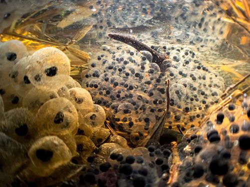 Haemopis sanguisuga – Pferdeegel