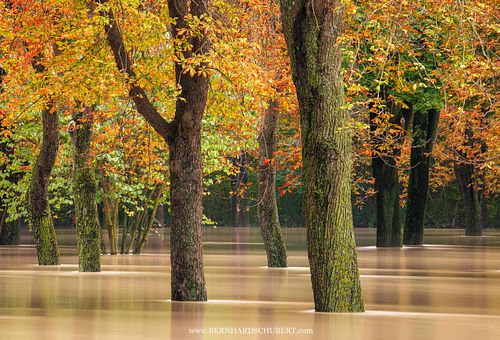 Aesculus hippocastanum – Überschwemmte Rosskastanie