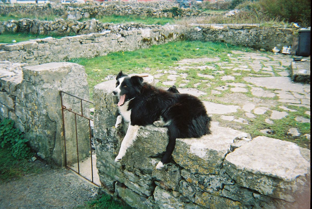 farmer's dog on rock wall, inishmore, aran islands, ireland