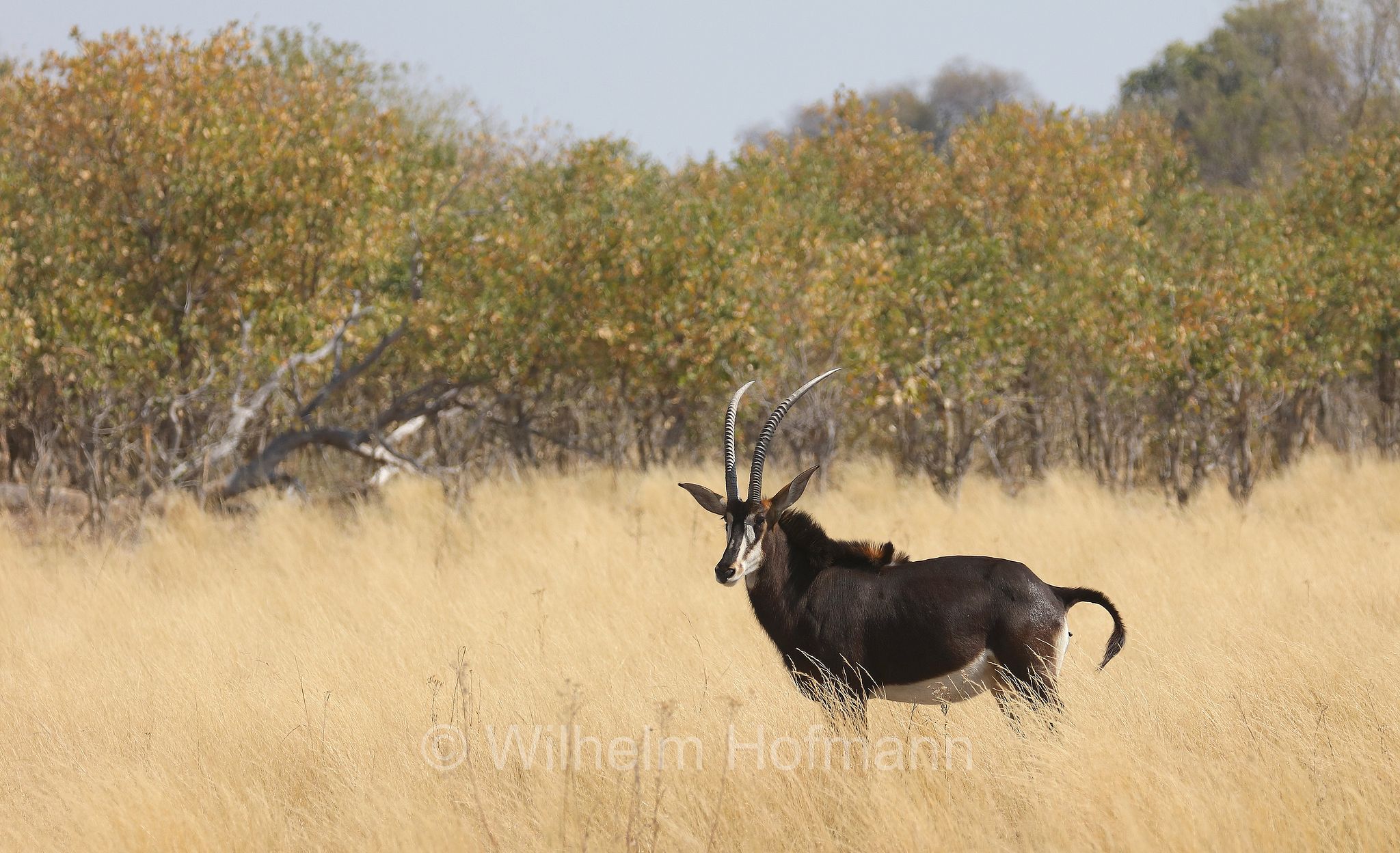 sable antelope, common sable antelope, black sable antelope, Matsetsi sable antelope, South Zambian sable antelope, Rappenantilope, antilope nera, Hippotragus niger niger, ﻿Moremi Game Reserve, Moremi-Wildreservat, Okavango Delta, Okavango Grassland, Botswana, Republik Botsuana