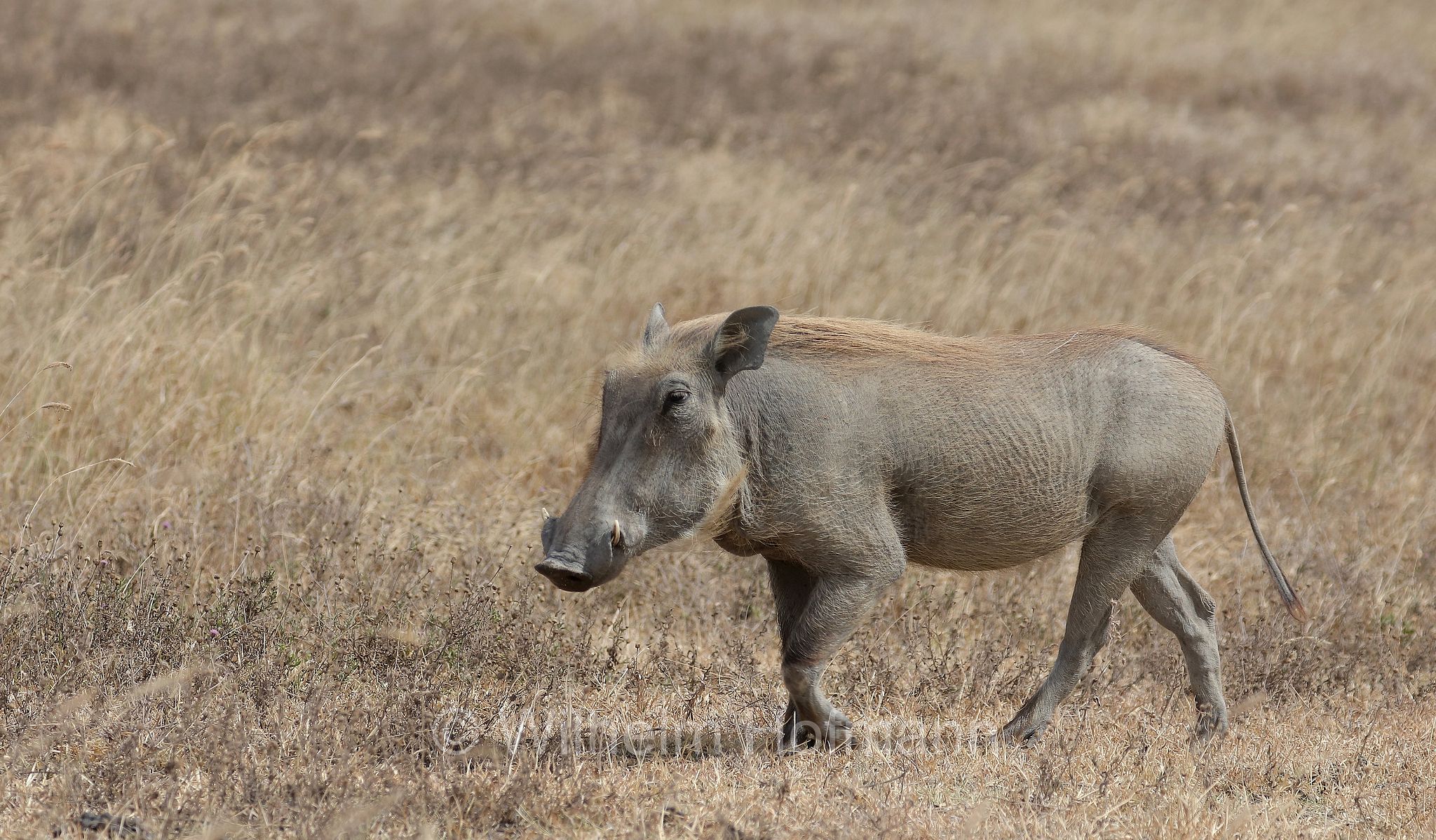 phacochoerus africanus, common warthog, Warzenschwein, facocero, facochero, ﻿area di conservazione di Ngorongoro, Ngorongoro Conservation Area, Ngorongoro Krater, Tanzania, Tansania