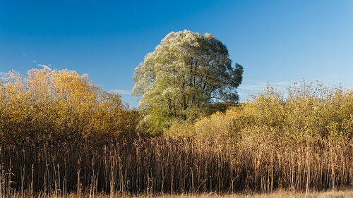 Silberweide im Herbst