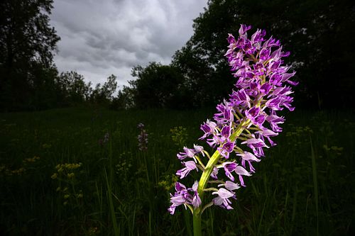 Orchis militaris - Helm-Knabenkraut