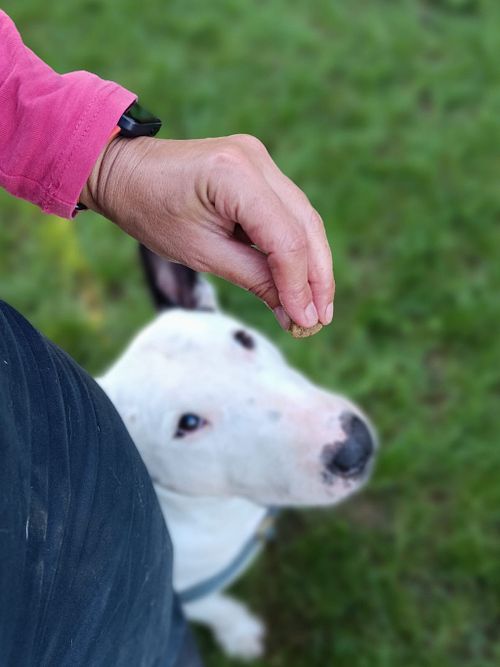 Treino de obediência básica