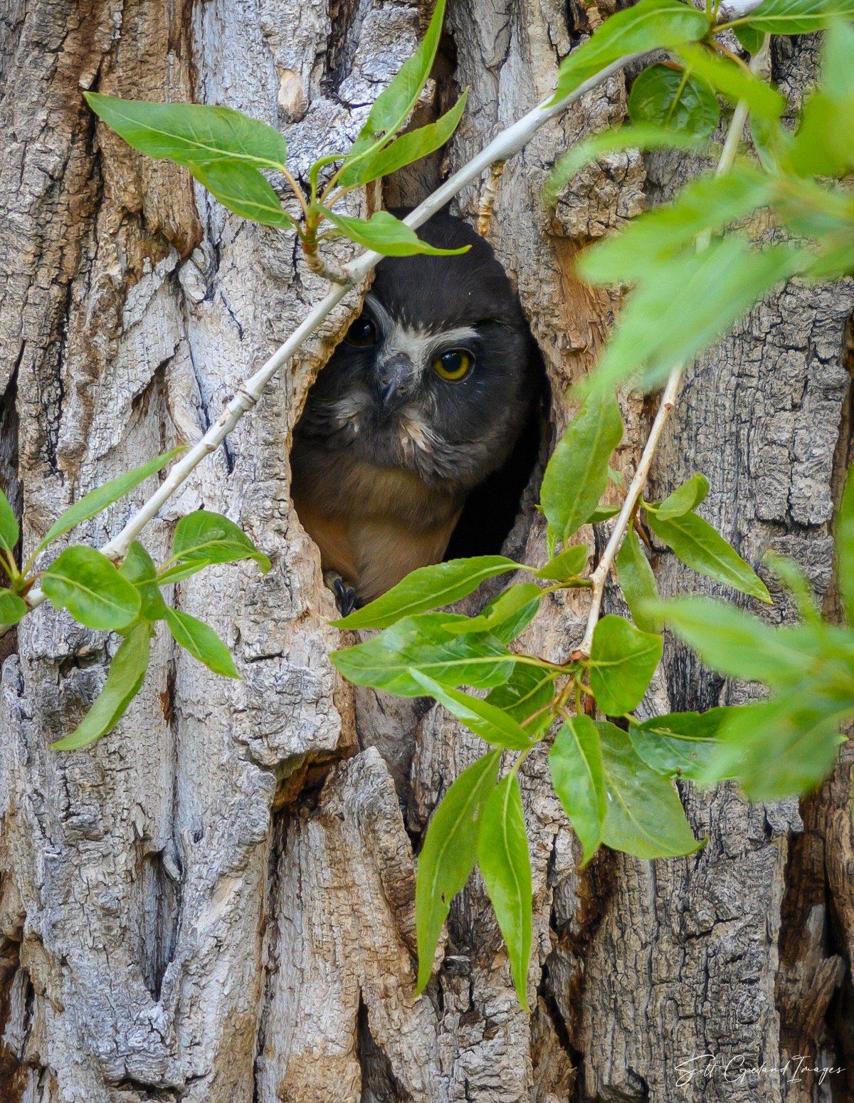 Baby Saw-whet