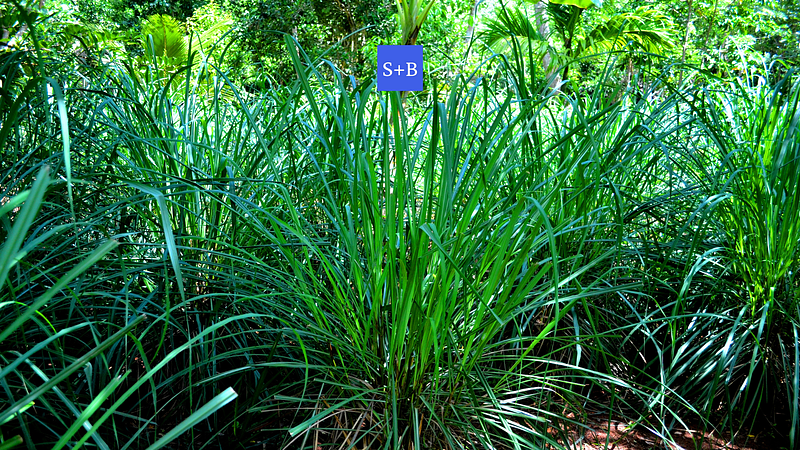 Lemongrass, An Essential Powerhouse