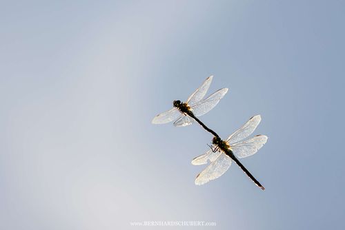 Aeshna cyanea - Southern hawker