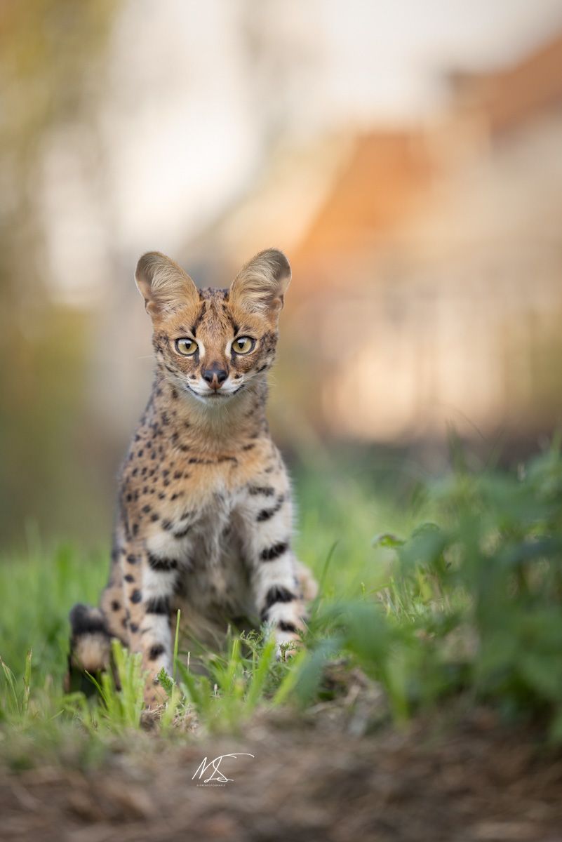 F1 Savannah kat zittend in het gras, kijkend in de lens