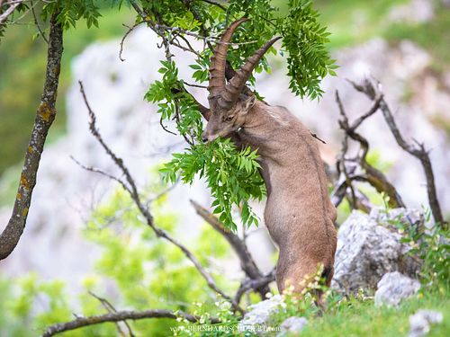 Capra ibex – Alpensteinbock