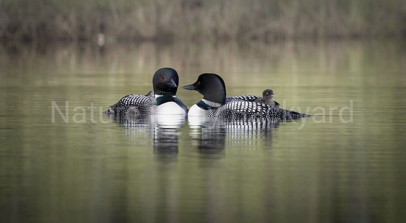 CARD COLLECTION 2025