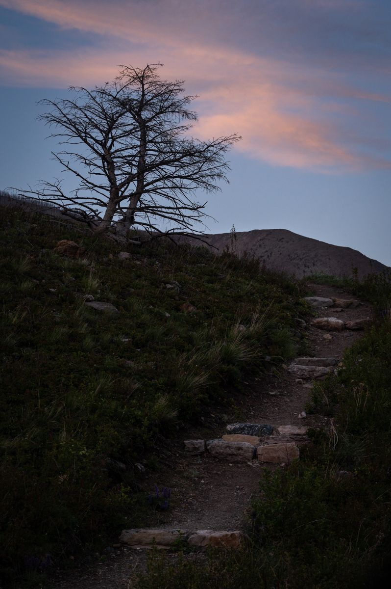 A path up the side of a hill to a tree in Waterton Lakes National Park
