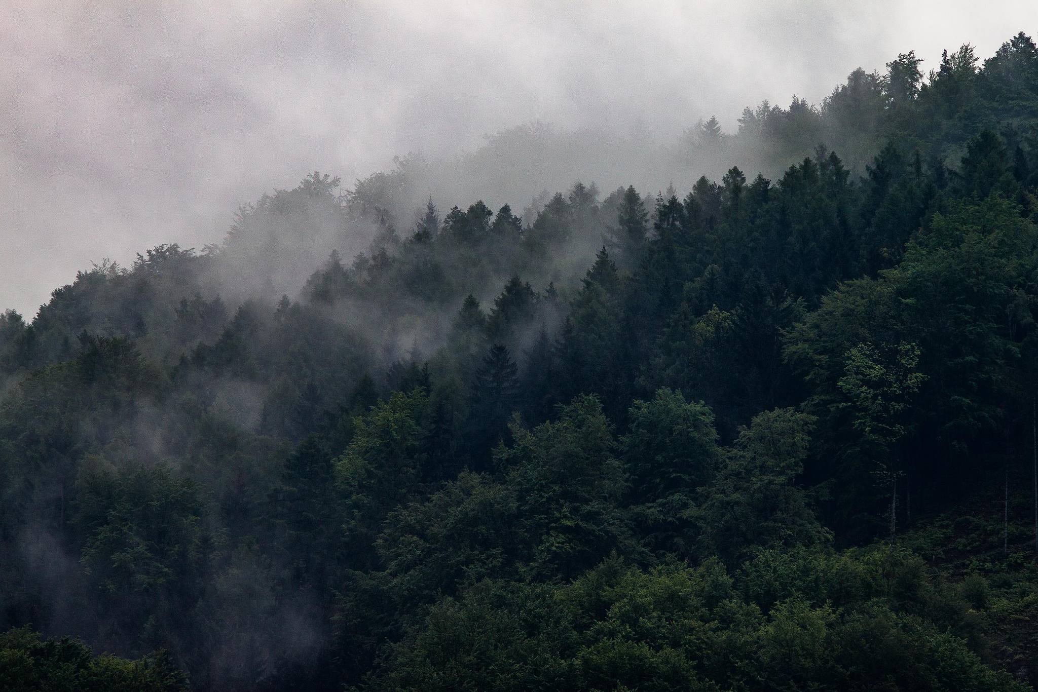 Vallon boisé avec brume au centre de l’image.