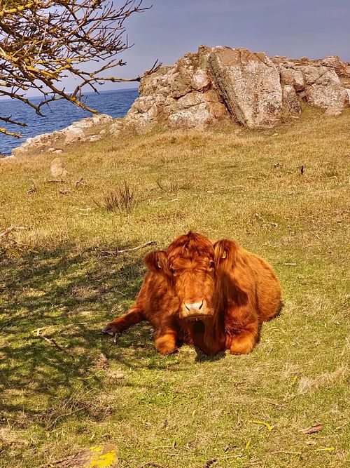 Huggable Cow on the enchanted island of Bornholm a famous large sea trout location and home to more than one Michelin star restaurant and several emerging restaurants.