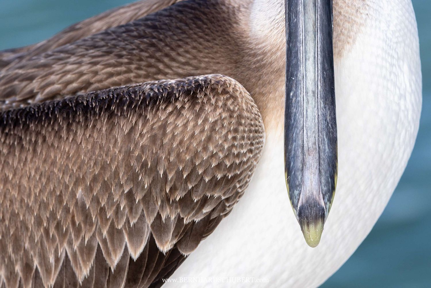Pelecanus occidentalis – Braunpelikan