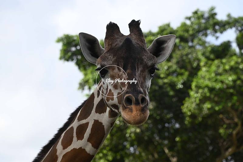 Giraffes