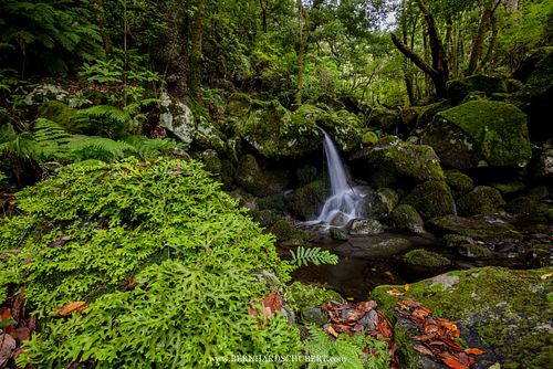 Sticta canariensis - Moon lichen in ihrem Habitat