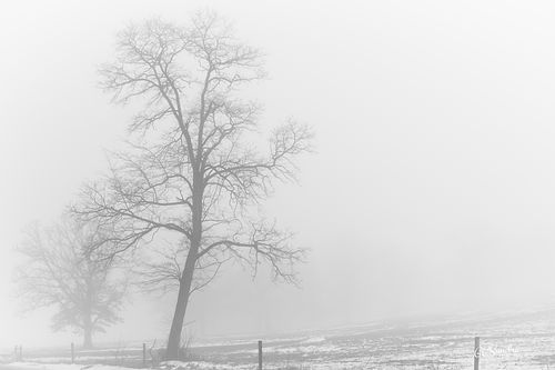“Winter’s Dance,” a B/W fine art print from GC Sundra, features two bare trees standing prominently in a foggy winter scene.