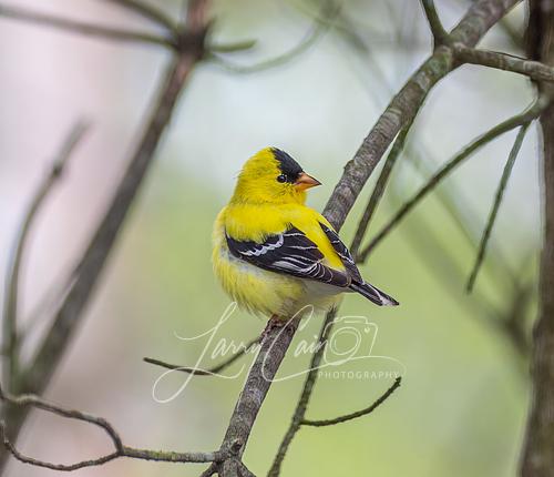 A vibrant yellow male American Goldfinch perched on a tree branch