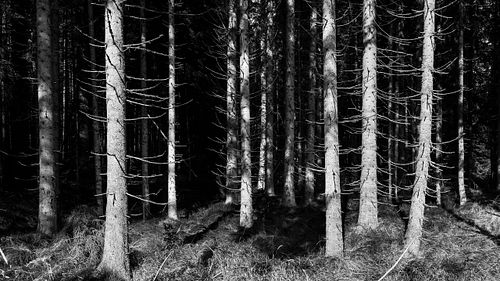 Naturwald in der Steinerau