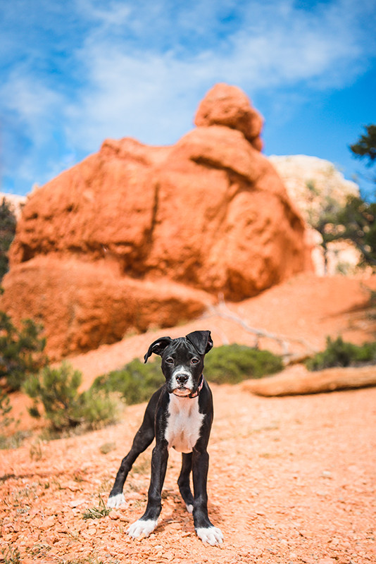 Reactive boxer puppy tanding calmly during dog photography session.