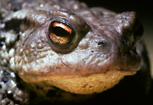 Reptilien & Amphibien