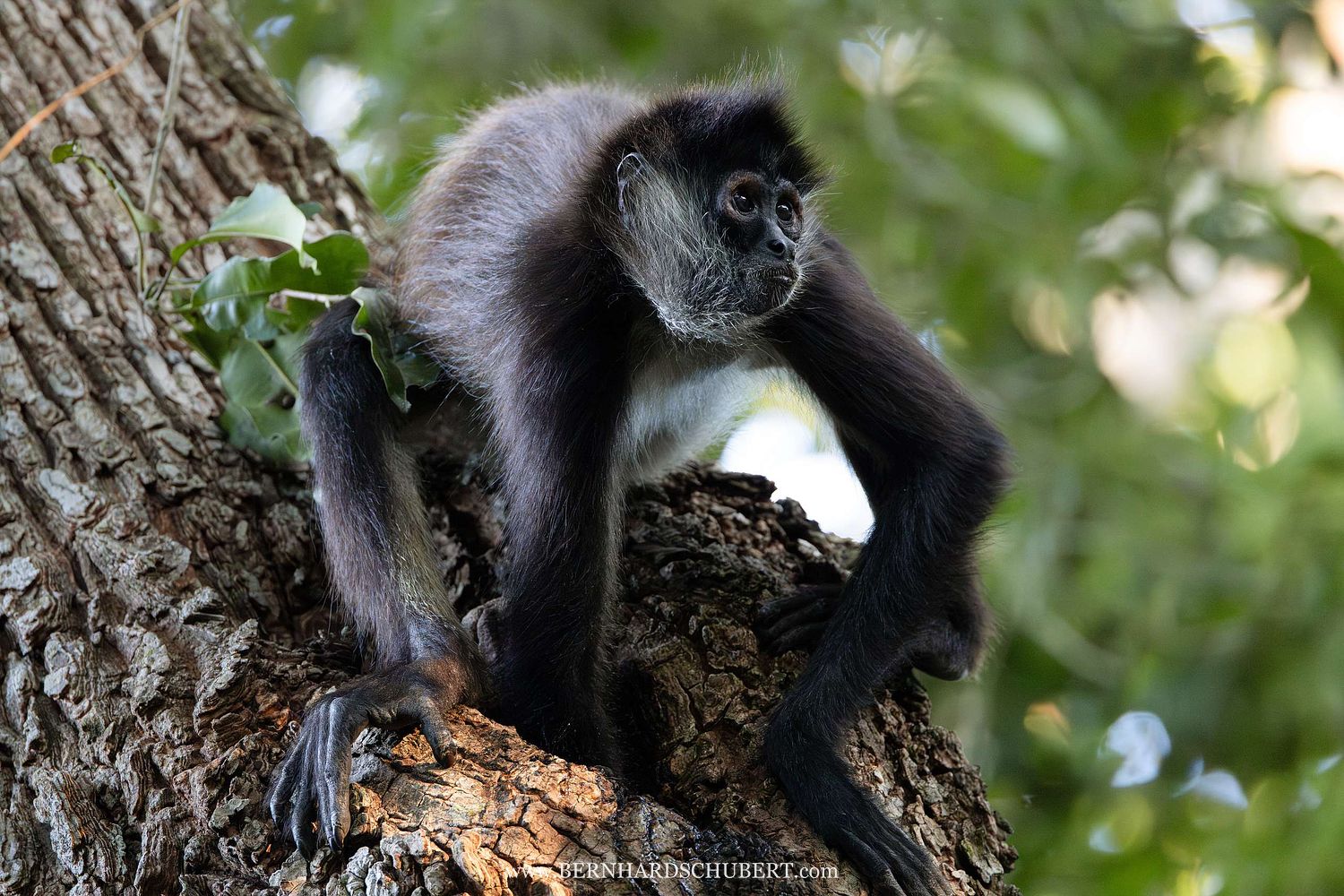 Ateles geoffroyi - Geoffroys Klammeraffe