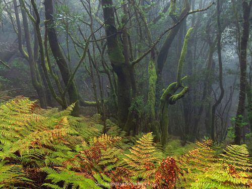 Ferns in laurel forest