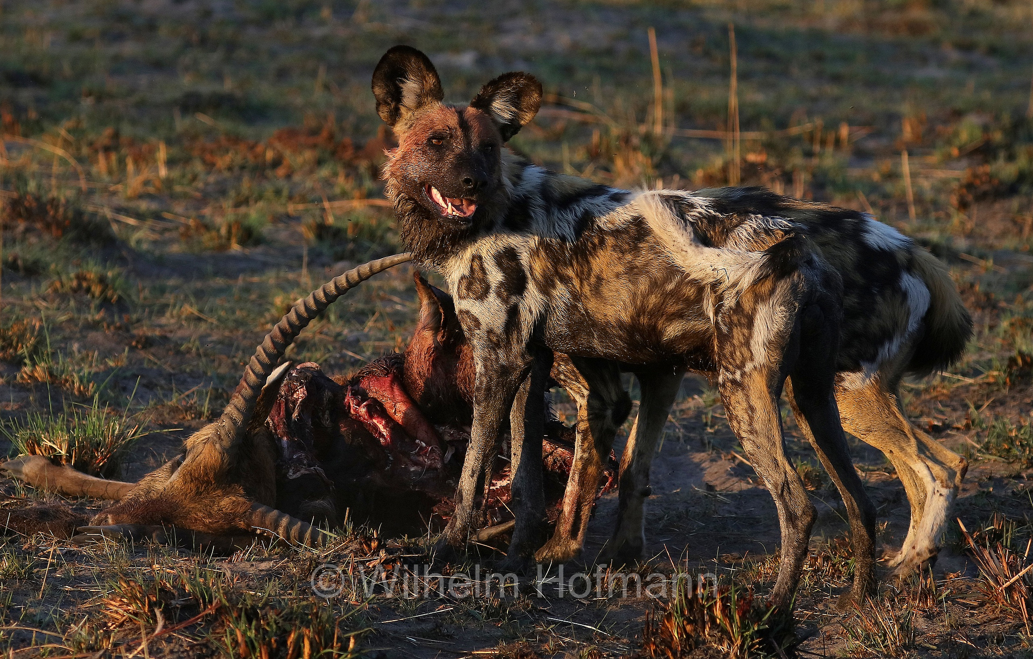 African wild dog, painted dog, Cape hunting dog, Afrikanischer Wildhund, licaone, cane selvatico africano, Lycaon pictus, Moremi Game Reserve, Moremi-Wildreservat, Okavango Delta, Okavango Grassland, Botswana, Republik Botsuana