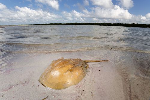 Limulus polyphemus - Atlantic horseshoe crab shell