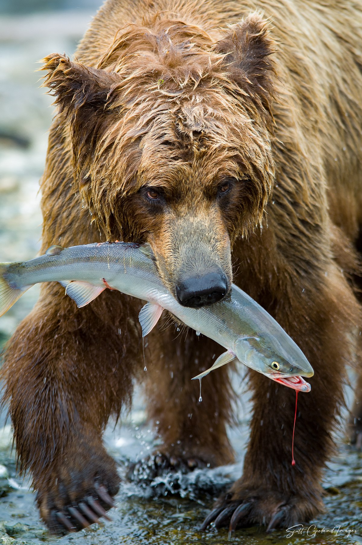 The Catch