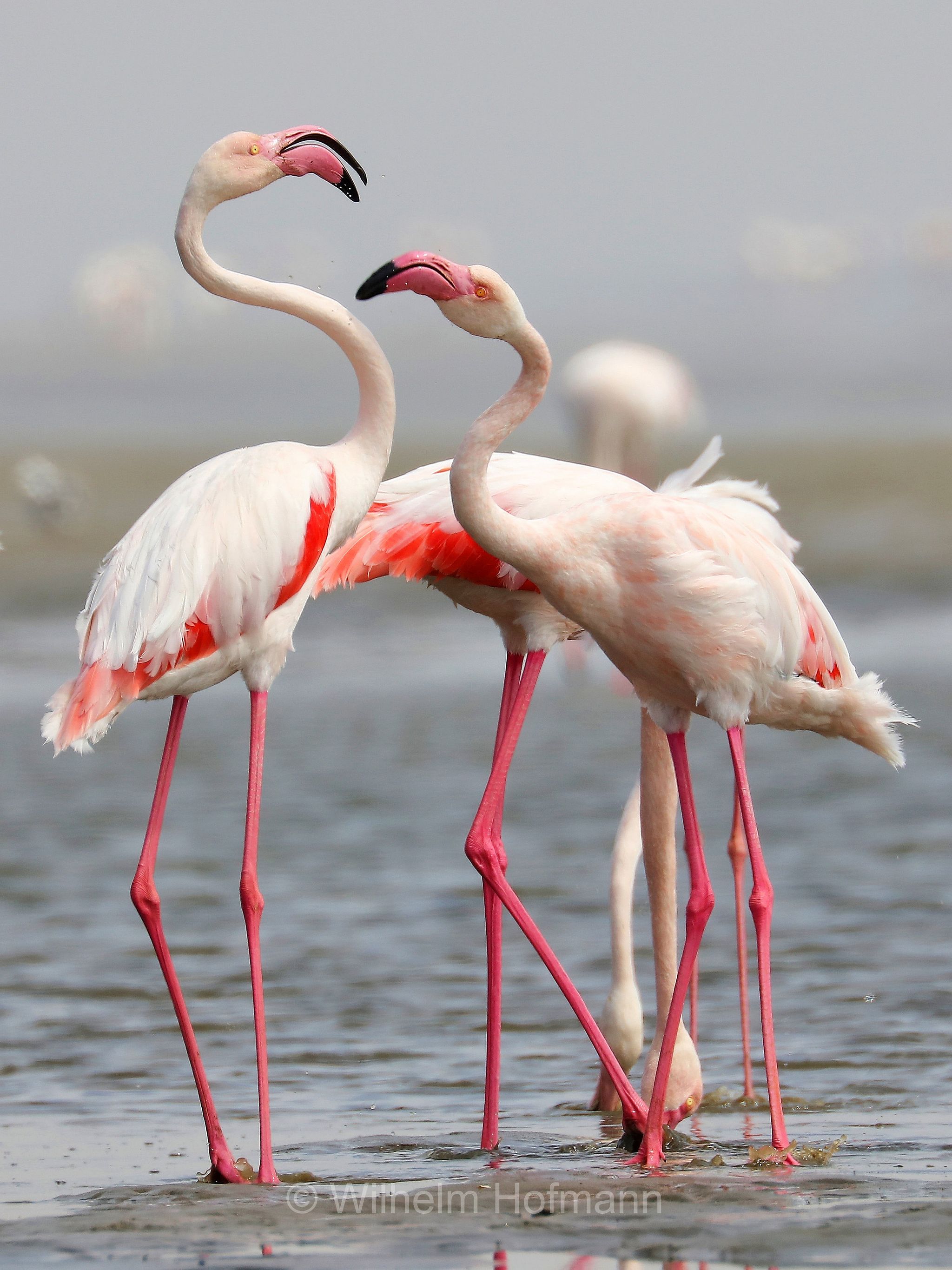 Greater flamingo, Rosaflamingo, fenicottero rosa, fenicottero maggiore, Phoenicopterus roseus, ﻿Walvis Bay Lagoon, Walfischbucht, Walvisbaai, Namibia