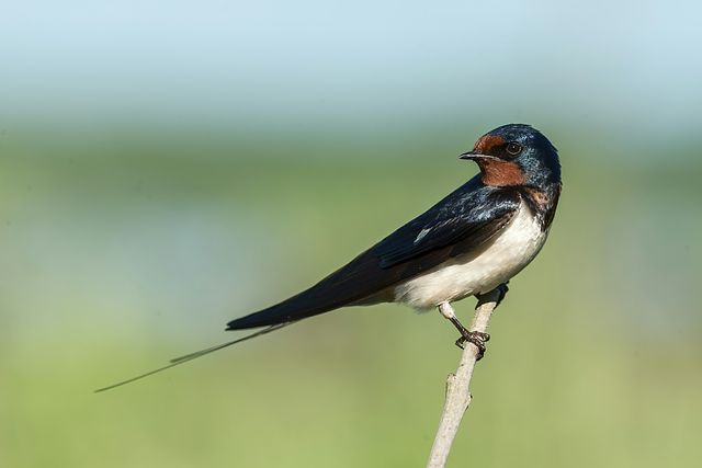 Comment photographier les oiseaux ? Conseils pour débutants