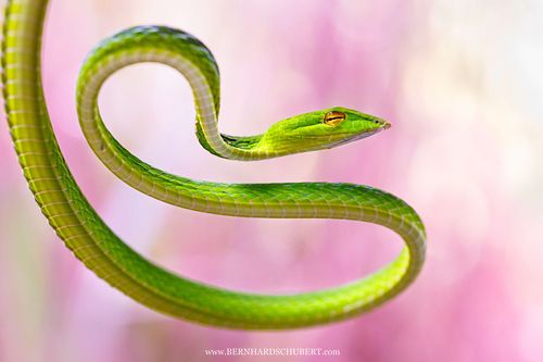Ahaetulla prasina - Asian vine snake