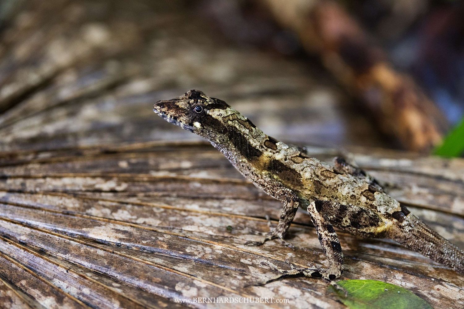 Anolis lemurinus - Ghost anole