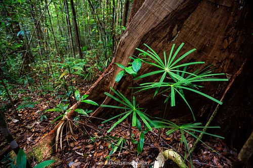 Buttress tree and palms