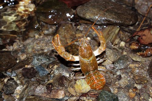 Austropotamobius torrentium - Stone crayfish