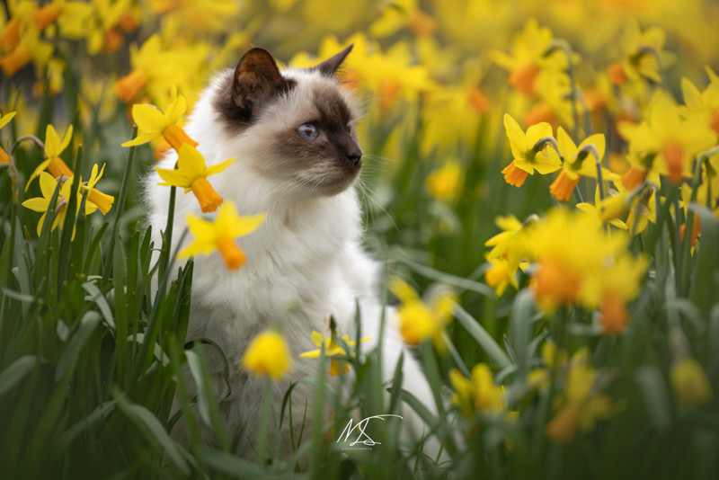 Heilige birmaan (kat) omringd door narcissen