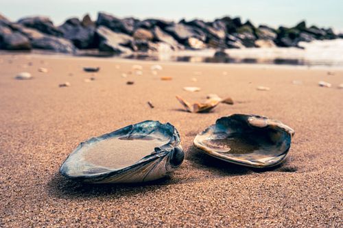 Rockaway Seashells