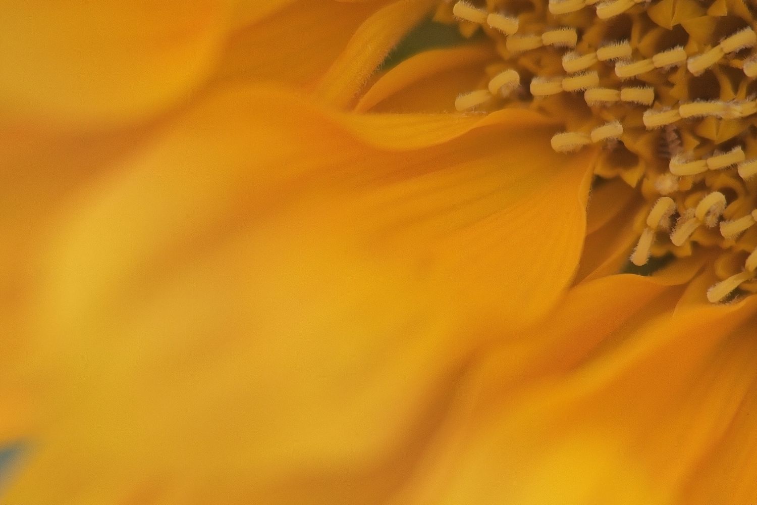 GC Sundra IMAGES, LLC